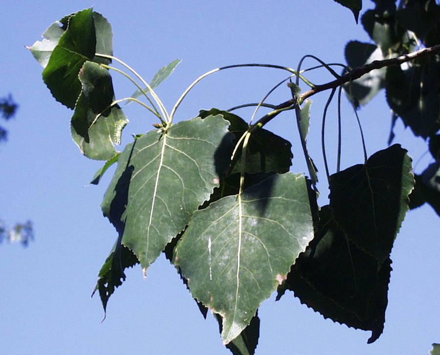 <p>common name</p>