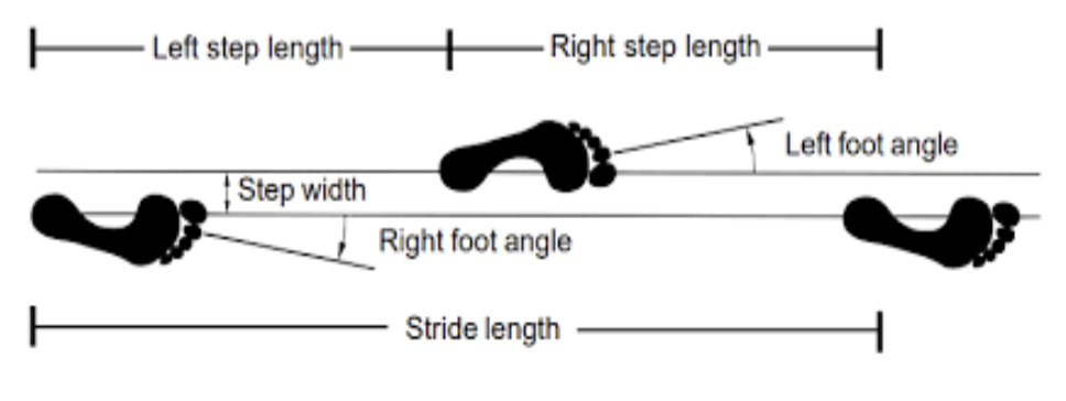 <p>Cycle duration (stance+swing)</p><p>• Cadence (steps/minute)</p><p>• Step / stride length</p><p>• Gait speed</p><p>• Step width</p><p>• Asymmetry</p><p>• Variability</p>