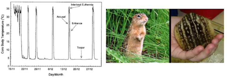 <p>temperature changes over time. animals allow body temp to fall close to environmental temperatures which reduces metabolic rate, but drop is regulated by physiological response. controlling body temperature at much lower level, this way hibernators dont stay cold all winter. quickly increase temp before entering it again into cold</p>