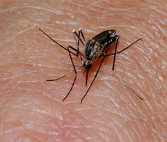 <p>A tiny flying bug that bites your skin and makes it itch is a _____.</p>
