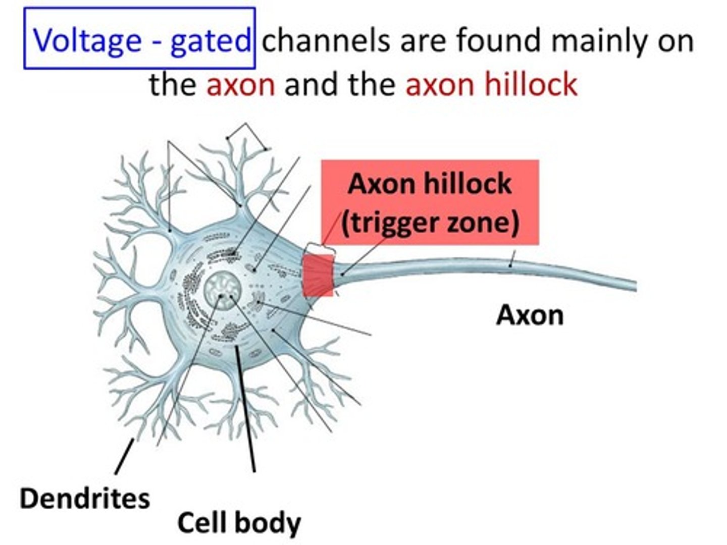 <p>(D) Axon Hillock, Action Potential</p><p>The Axon Hillock integrates the incoming signals from dendrites and can trigger an Action Potential.</p>