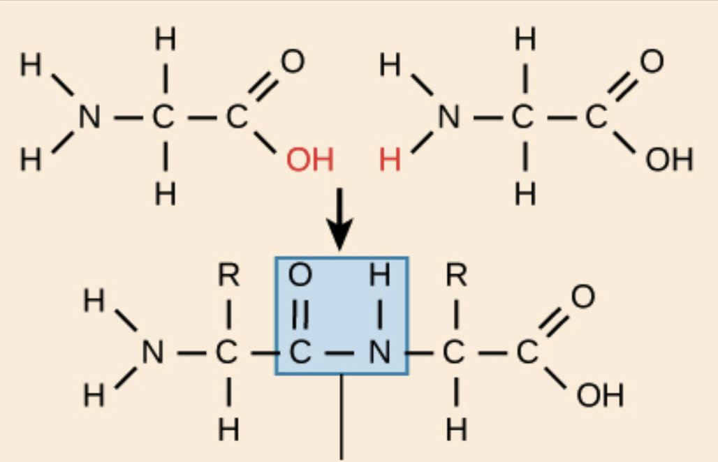 <p>Between the amino group of one amino acid and the carboxyl group of another</p>