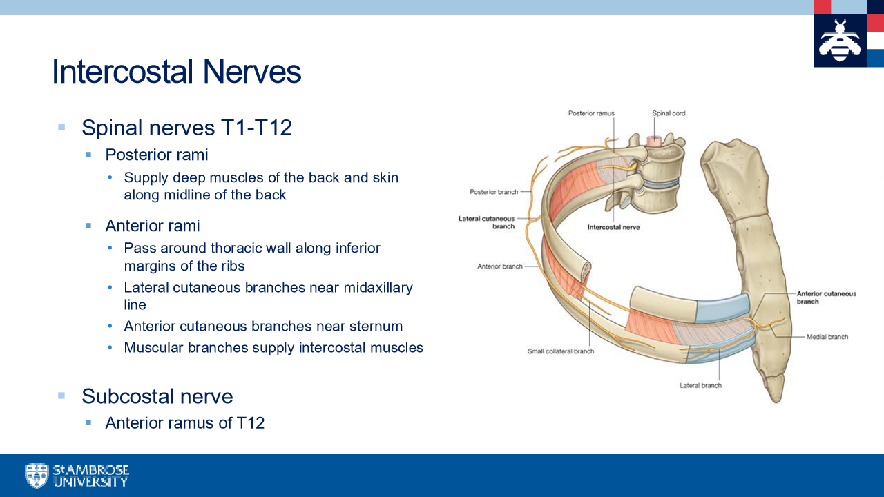 <p>all other spinal nerves correlrte to their vertebrae </p>
