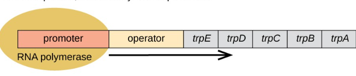 <p>why are operons useful </p>
