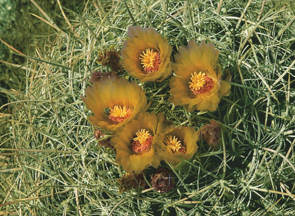 <p>Which plants contain an open stomata at night?</p>