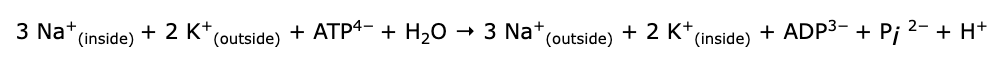 <p>Based on Reaction A, if all the energy produced from glycolysis were used to remove Na<sup>+</sup> from a cell, how many molecules of Na<sup>+</sup> would be removed per molecule of glucose?</p><p><strong>A. </strong>3</p><p><strong>B. </strong>6</p><p><strong>C. </strong>9</p><p><strong>D. </strong>12</p>