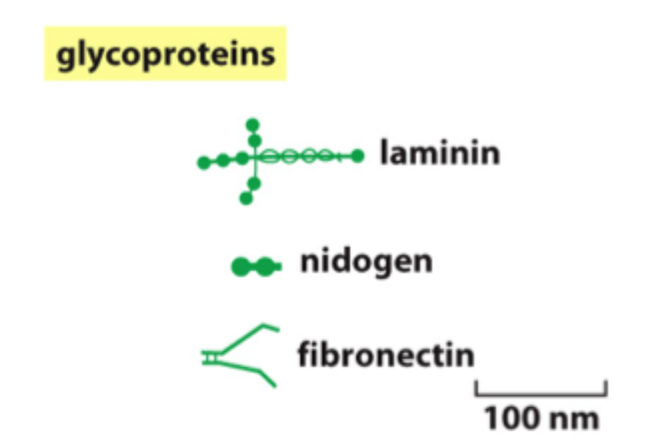 <p>Hvad er hovedfunktionen af ECM-glycoproteiner?</p>