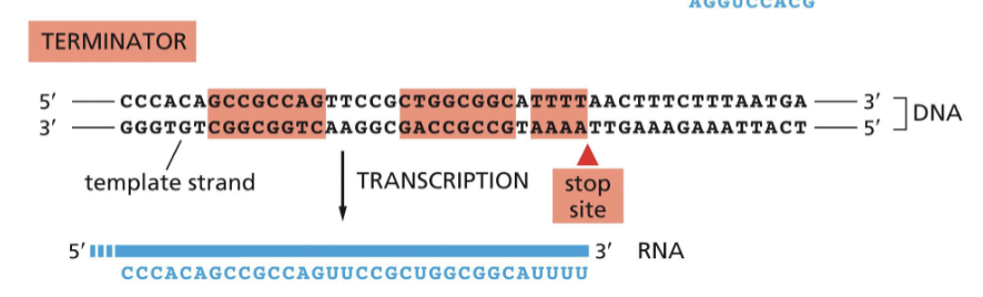 <p>they are needed for RNA polymerase to “recognize” when to stop trancription</p>