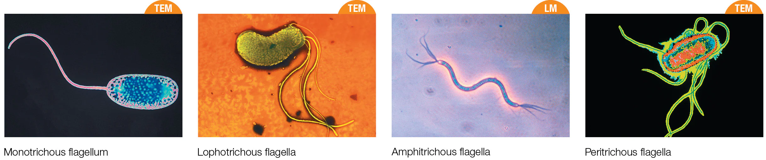 <ul><li><p><strong>Peritrichous:</strong> Flagella all over the cell</p></li><li><p><strong>Monotrichous:</strong> Single flagellum </p></li><li><p><strong>Lophotrichous:</strong> A tuft or clusters of flagella at one pole</p></li><li><p><strong>Amphitrichous:</strong> Flagella at both poles</p></li></ul><p></p>