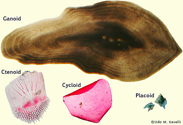 <p>Ganoid scales</p>