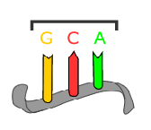 <p>Nucleotide triplets in mRNA that specify the insertion of specific amino acids into proteins.</p>