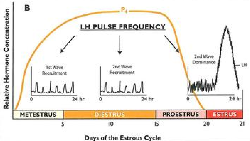 <ul><li><p>During metestrus and diestrus (1st and 2nd wave recruitment), LH pulses occur approx. every 4 hours</p></li><li><p>After luteolysis progesterone drops and LH pulse frequency increases dramatically to ~1 pulse/hour before the preovulatory surge</p></li></ul><p></p>