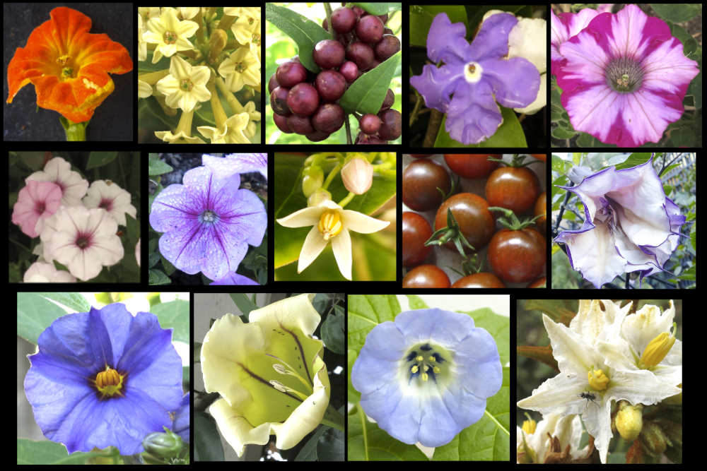 <p>the nightshade or potato family</p>