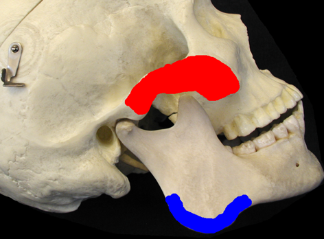 <p>What is the blue-lighted region, is it an origin/insertion, and for what muscle?</p>