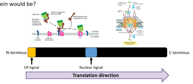 <ul><li><p><strong>The Rule:</strong> ER signals are usually <strong>co-translational</strong> (happen during synthesis). Nuclear signals are <strong>post-translational</strong> (happen after synthesis).</p></li><li><p><strong>The Winner:</strong> The ER signal "wins" because it is synthesized first and moves the protein into a membrane-bound compartment before the rest of the protein is even finished.</p></li></ul><p></p>