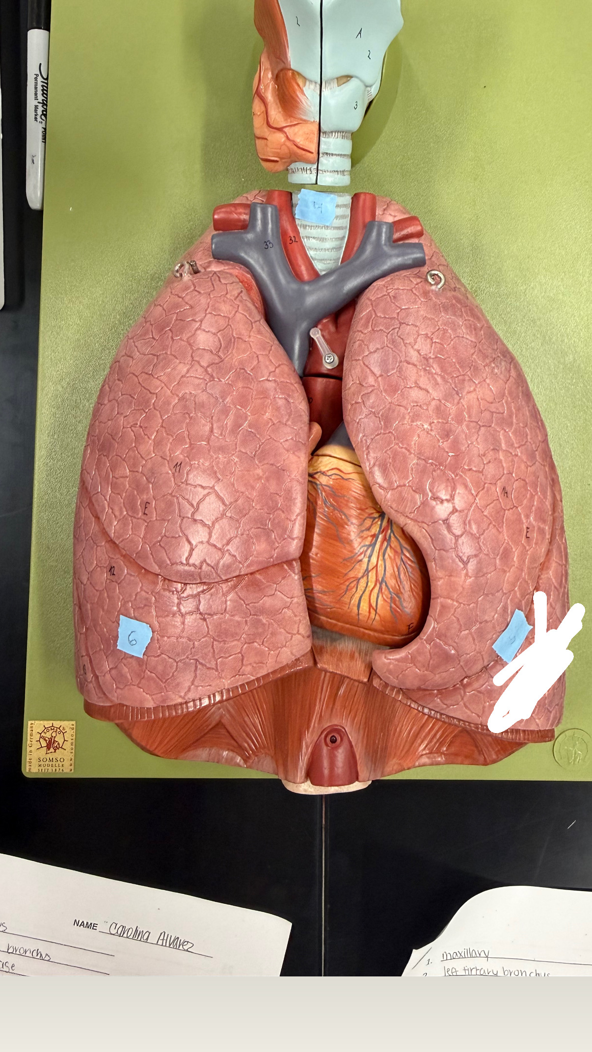 <p>bottom/littlest section (check right or left)</p>