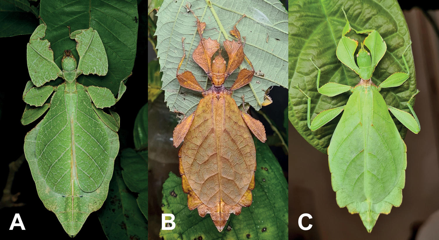 <ul><li><p>Some species are polymorphic (come in many different forms)</p></li><li><p>Mianly in bacteria, some features are too small or there arent enough to measure</p></li><li><p>“cryptic species” - (species look identical but are different species)</p></li></ul><p></p>