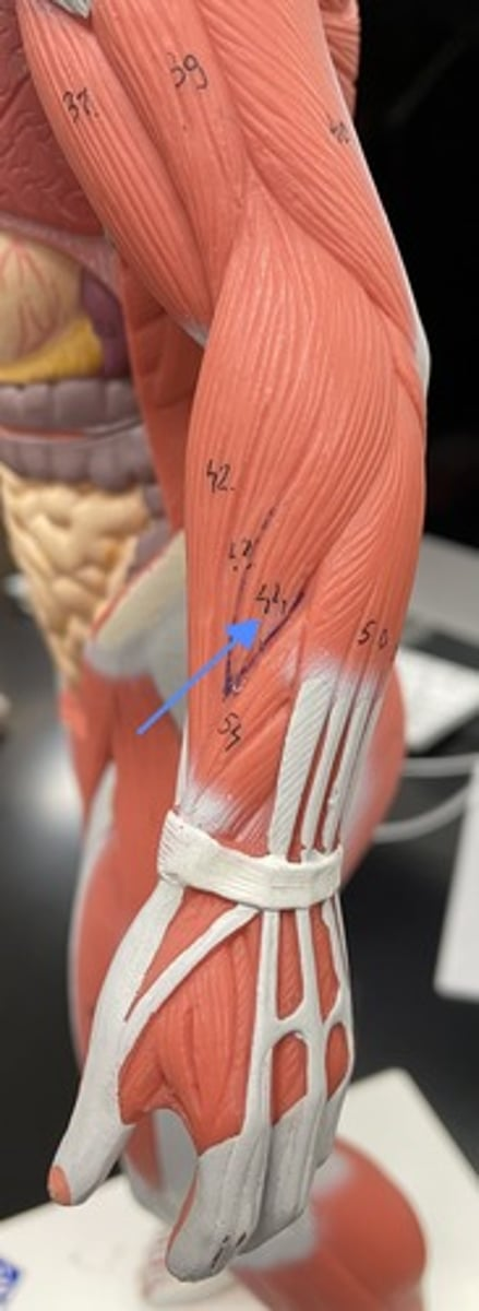 <p>extensor carpi radialis brevis</p><p>origin:</p><p>insertion:</p><p>action:</p>