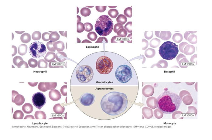 <p>larger than erythrocytes, function: generate an immune response, flexible and motile (able to leave blood vessels to travel to body tissues, 5 types - never let monkeys eat bananas</p>