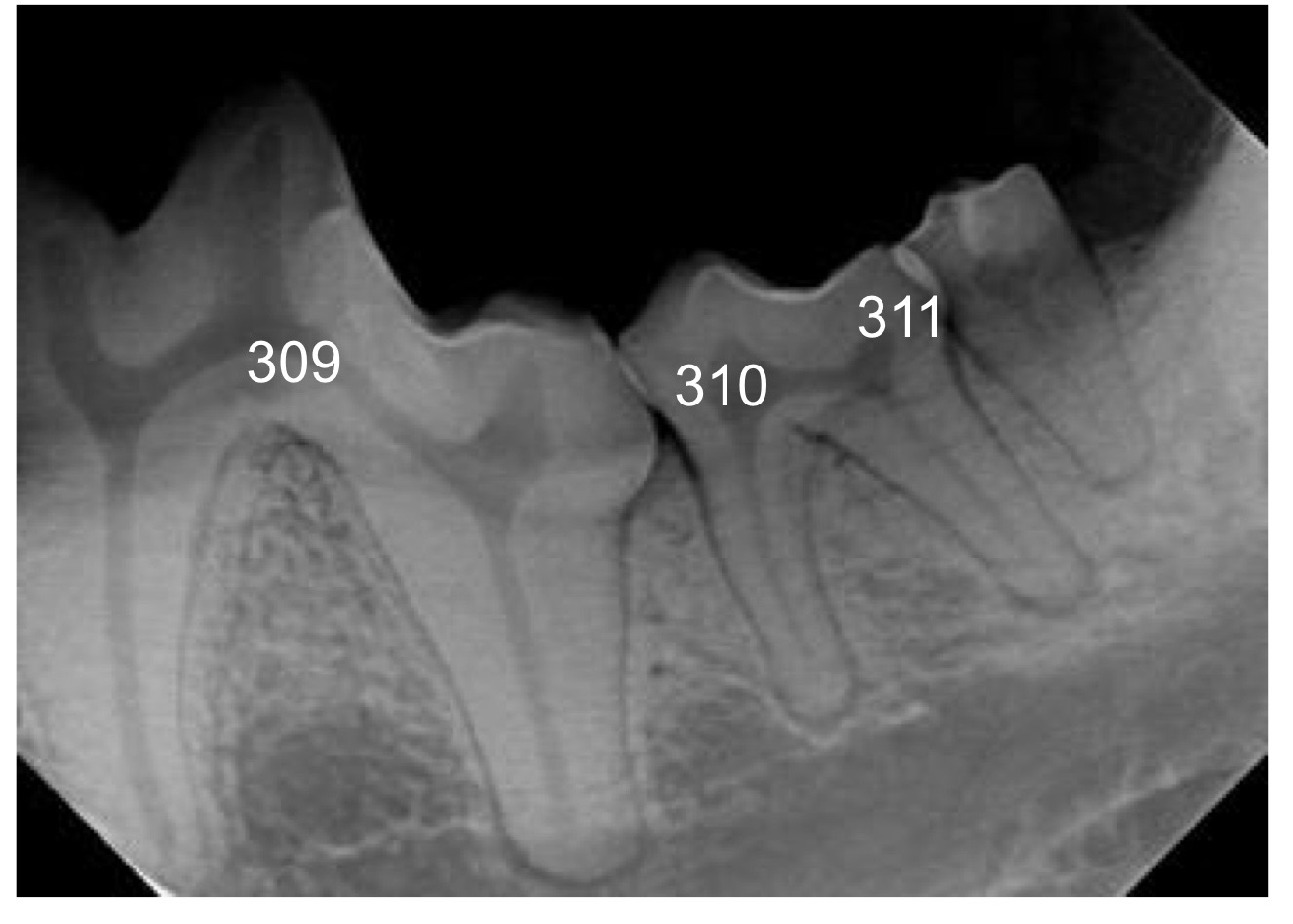 <p>which way is rostral in this image?</p>