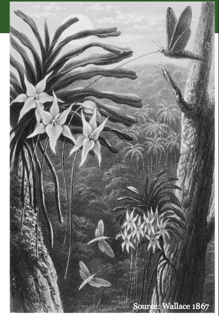 <p>Co-evolution </p><ul><li><p>If one species evolves a new trait, the interacting species faces new SELECTIVE PRESSURES, which leads to ongoing, coupled EVOLUTIONARY change</p></li><li><p>RECIPROCAL selection </p></li><li><p>Not RANDOM: driven by SPECIFIC INTERACTIONS </p></li><li><p>Example: Flower shape evolves to match pollinator mouthparts </p></li></ul><p></p>