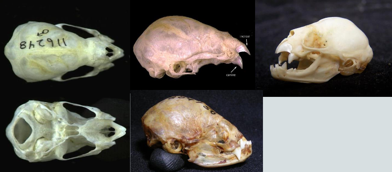 <p>Desmodus rotundus</p>