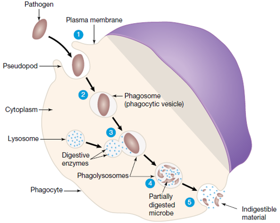 <ul><li><p>phagocytosis - a strategy used to attack extracellular (in space outside cells) pathogens in tissue fluid or blood.</p></li><li><p>for phagocytosis to occur, the pathogen must be recognised as non-self. phagocytes have pattern recognition receptors that are complimentary in shape to things they recognise such as: LPS of cell wall in gram negative <strong>bacteria</strong>, acid on cell wall of gram positive bacteria, glycoproteins on <strong>virus </strong>envelope, flagella (tail) in bacteria</p></li></ul><p>process</p><ol><li><p>pattern recognition receptors on membrane of phagocyte recognise an extracellular pathogen + engulf it through out-foldings of membrane</p></li><li><p>pathogen is completely enclosed in vesicle (phagosome)</p></li><li><p>lysosomes fuse with the vesicle, releasing their toxic chemicals</p></li><li><p>pathogen is digested by lysosome’s chemicals</p></li><li><p>indigestible material is released from the phagocyte by exocytosis</p></li><li><p>if dendritic cell, takes sample, and presents it’s antigens → activates third line of defence</p></li></ol><p></p>