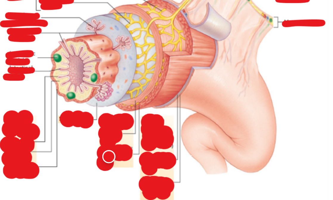 <p>The outer smooth muscle sub-layer of the muscularis that shortens the tube length during propulsion.</p>