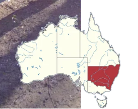 <p>New South Wales</p>