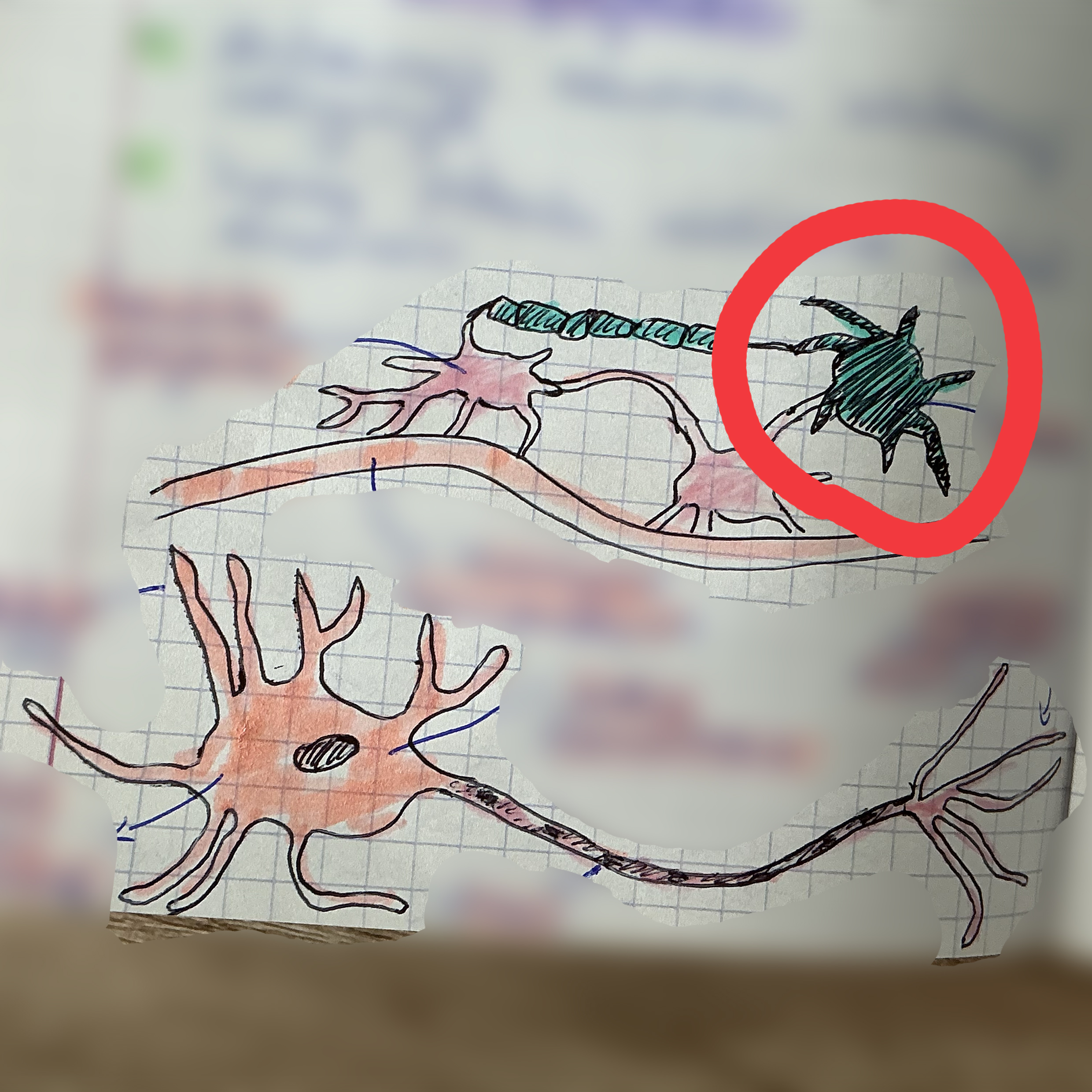 <p>jaka to tkanka?</p>