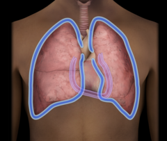 <p>What cavity is show and what organ(s) resides inside</p>