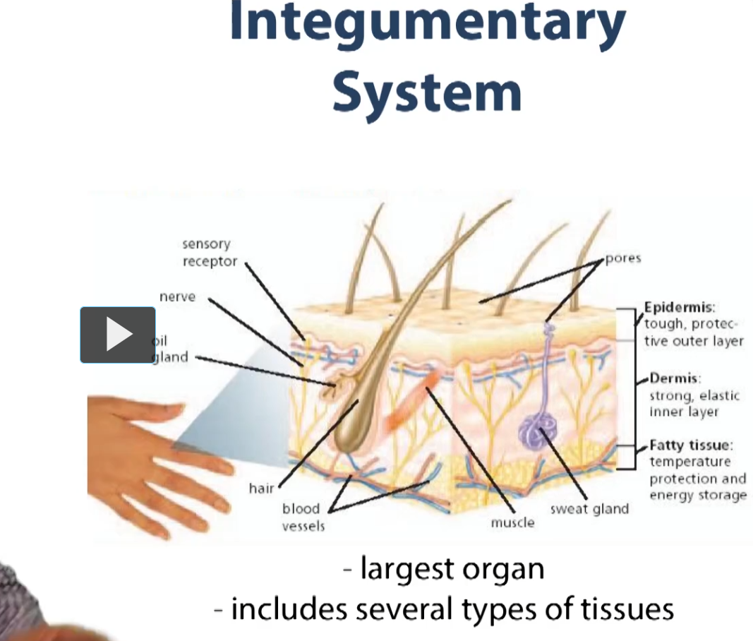 <p>This is a simple schematic presentation of the integumentary system. First of all, what you see is the integumentary system is an organ system. This means we are going to be combing basic tissues that we have already seen and putting them together. And when you combine more than two or more basic tissues, you create an organ. </p><p>So, for the skin, which is the largest organ in the body, it includes various types of tissues. So we’re seeing here an epithelium. We’re seeing a connective tissue. We’re seeing specialized connective tissue in the way of adipose tissue, and we also have various nervous system tissues in there as well. </p><p>Combined, you’ll see their arrangements as we go through the lecture. They create our organ, the largest organ in the body or one of the largest organs in the body, the skin. </p><p>The outer epidermal layer, which is mostly epithelium is tough, and is going to provide our outer protective layer. It’s the first barrier of defense for our body against the environment. </p><p>Underneath, we have a dermis, which is mostly connective tissue, which is going to help provide structural support for our epithelial layer sop that it can provide a lot of structural rigidity, and then we see we have other structures, some are epithelial in origin, such as our glands (sweat glands) and sebacious glands, which have various functions such as lubrication and thermoregulation. </p><p>We have fatty tissues which also help with temperature protection and energy storage. And, we have some muscle associated with tissue which pulls on the hairs of our skin which allows for that feeling of hair standing on your arms sometimes.</p><p>We also have some elements of vasculature and a lot of nervous innervation of the skin, as it is the largest sensory organ in the body. </p><p>So, we are going to be looking at most of these features throughout the lectures. Like I said, we are talking now about multiple basic tissues combined to carry out a unified function. </p>