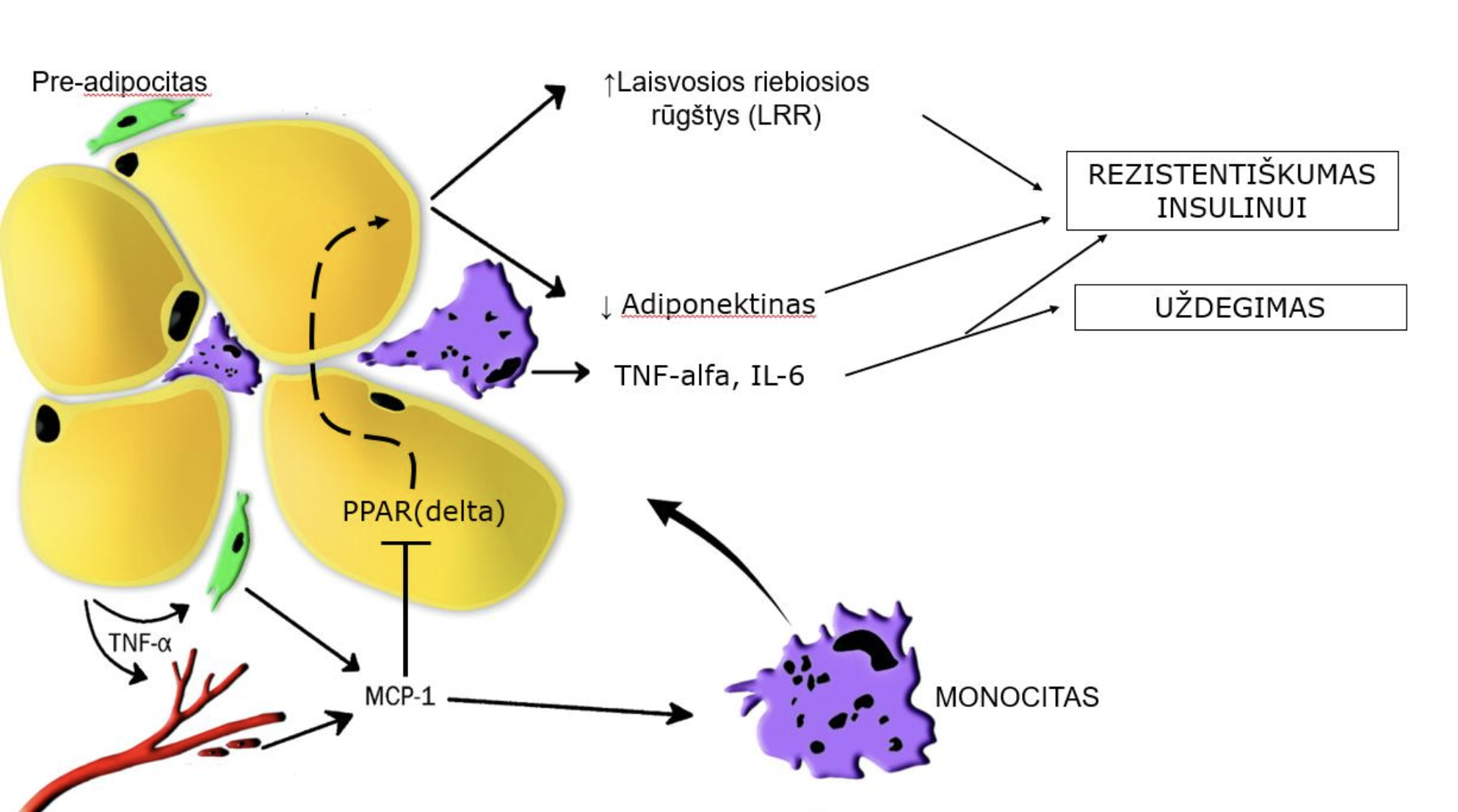 <p>Rezistentiškumas insulinui pradeda formuotis adipocituose:</p><ol><li><p>Adipocitai hipertrofuoja - kaupiasi daug trigliceridų</p></li><li><p>Trigliceridų kaupimasis sukelia stresą ląstelėm</p></li><li><p>Pre adipocitai pradeda išskirti MPC1 - jis pritraukia monocitus iš kraujo į riebalinį audinį. Šį procesą reguliuoja PPAR branduolio receptorius. Kai PPAR sumažėja, MCP1 gamyba padidėja.</p></li><li><p>MCP1 pritraukia monocitą ir jis riebaliniam audiny virsta makrofagu.</p></li><li><p>Makrofagai išskiria TNF-alfa ir IL-6</p></li><li><p>Suaktyvėja lipolizė, daugėja LRR, sumažėja adiponektino </p></li></ol><p>Rezultatas: padidėjęs rezistentiškumas insulinui (nepasisavina ląst. gliukozės ir atsiranda hiperglikemija)</p><p></p>