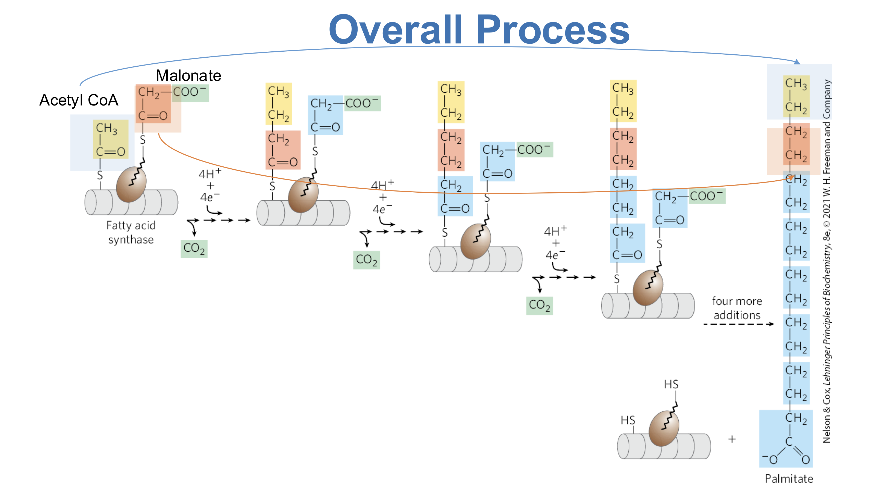 <p>Thioesterase releases the finished FA from FA synthase</p><p>Notice how addition begins from the back end of the FA</p><p>The last two C comes from Acetyl-CoA, the rest is from Malonyl-CoA</p><p>Overall steps:</p><ol><li><p>Acetyl-CoA attaches to KS</p></li><li><p>Malonyl-CoA attaches to ACP</p><ul><li><p>These steps are assisted by MAT (Activation)</p></li></ul></li><li><p>Fatty Acid Synthase Complex is charged with an acetyl and a malonyl group to make β-Ketobutyryl-ACP (KS)</p></li><li><p>β-Keto group goes to KR to be reduced to β-Hydroxybutyryl-ACP (Needs NADPH + H<sup>+</sup>)</p></li><li><p>β-Hydroxybutyryl-ACP goes to DH to be dehydrated to trans-Δ<sup>2</sup>-Butenoyl-ACP</p></li><li><p>trans-Δ<sup>2</sup>-Butenoyl-ACP goes to ER to be reduced to Butyryl-ACP (Needs NADPH + H<sup>+</sup>)</p></li><li><p>Butyryl-ACP is transferred to KS so the next malonyl-CoA can be loaded (Catalyzed by MAT)</p></li><li><p>After FA chain is transferred to KS, ACP accepts another malonyl-CoA with the help of MAT</p></li><li><p>Condensation occurs again to form β-Keto group that can go through the steps of FA synthesis again</p></li><li><p>Thioesterase comes in once FA chain is fully synthesized</p></li></ol><p></p>