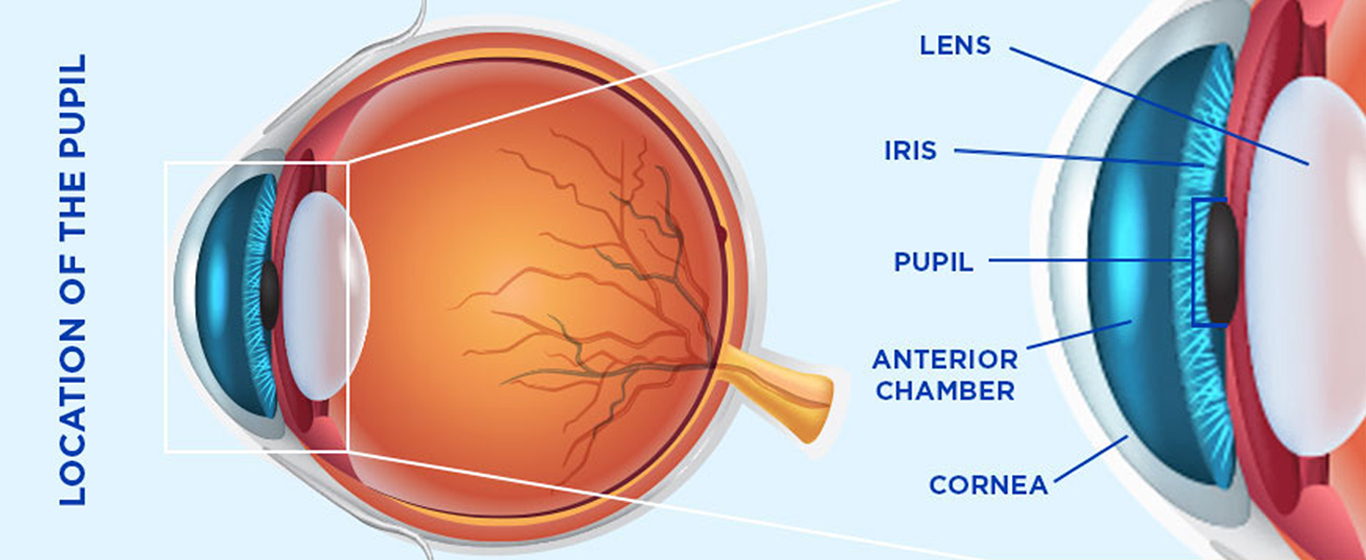 <p>Center opening of the eye</p>