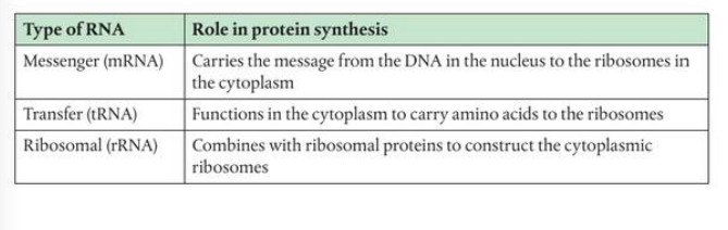 <ul><li><p>All are single stranded and are transcribed from a gene</p></li><li><p>Note: subunits of ribosomes are made of rRNA molecules and proteins</p></li></ul><p></p>