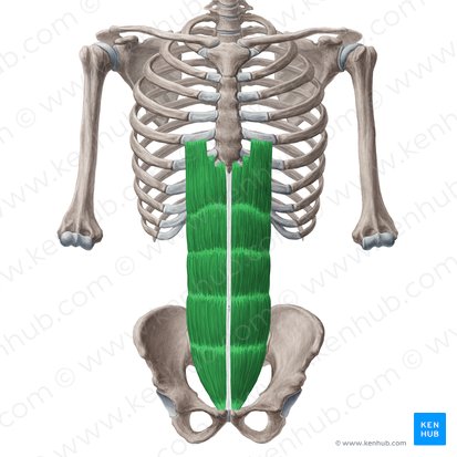 <p><strong>What are the ACTIONS for the Rectus Abdominis?</strong></p>