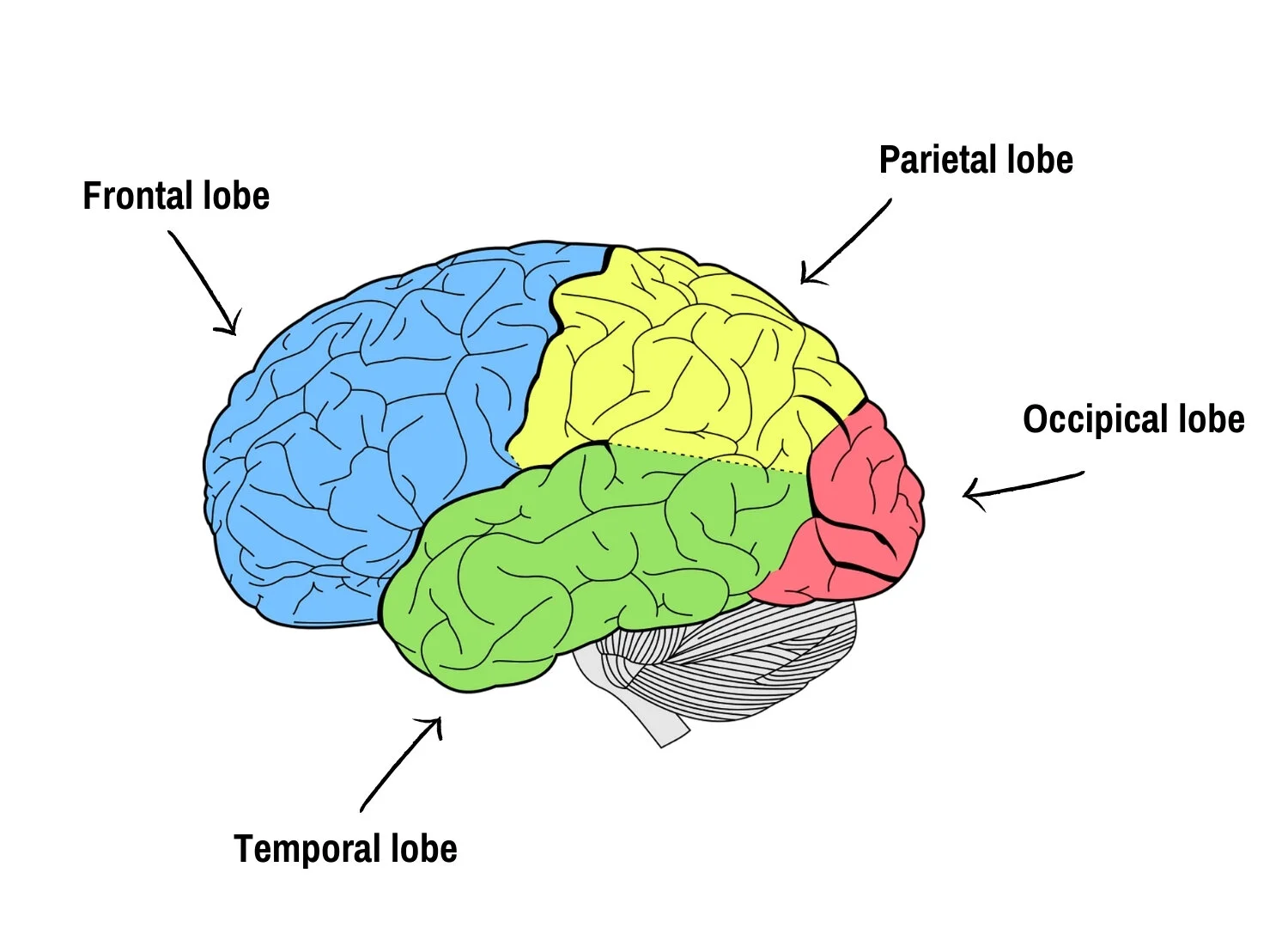 <p>regions of the cerebral cortex located on the sides of the brain, right above the ears, that process auditory information and language comprehension</p>