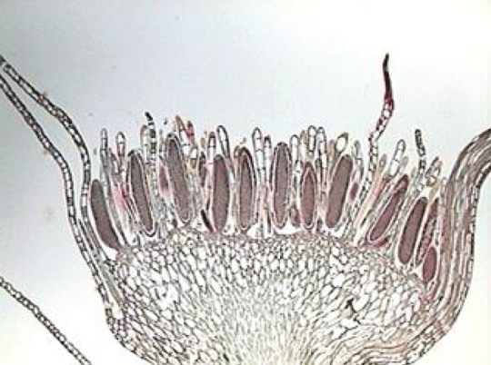 <p>male</p>
