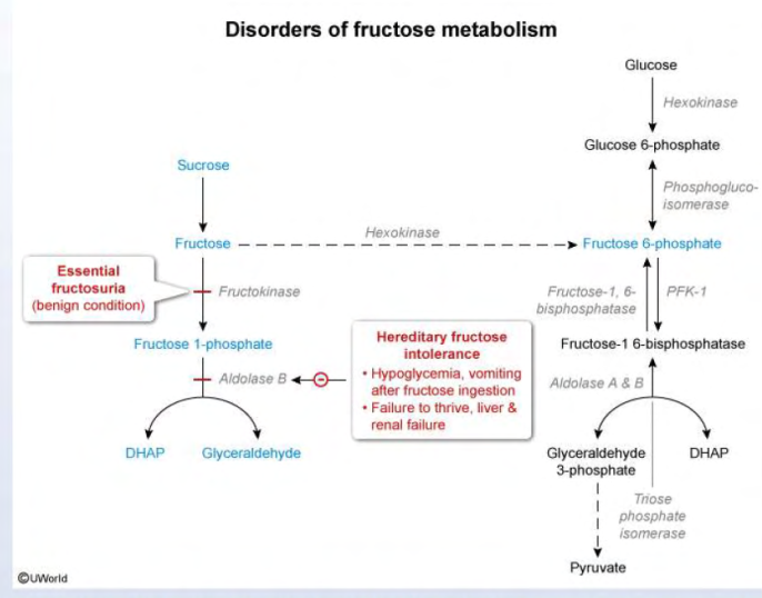 <ul><li><p>essential fructosuria</p></li><li><p>hereditary fructose intolerance</p></li></ul><p></p>
