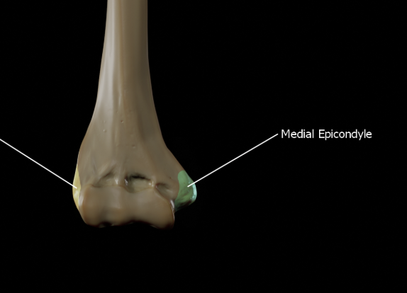 <p>“My” - Most medial protuberence at bottom of humerus</p>