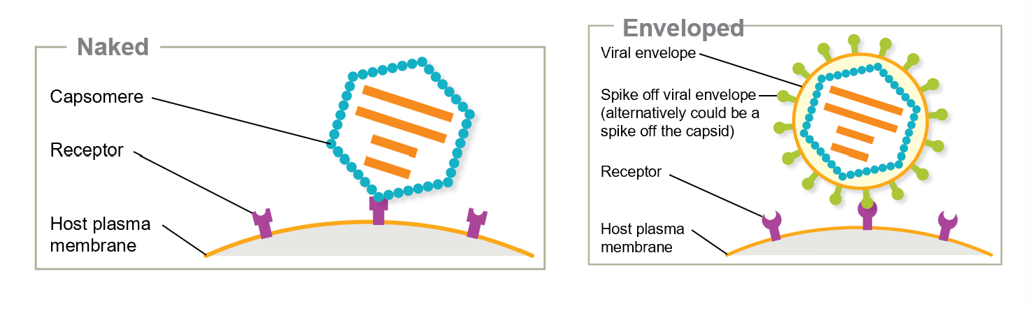 <ol><li><p>A naked virus attaches to a host cell’s membranes through <strong>capsid proteins</strong></p></li><li><p>Enveloped viruses (and naked viruses) bind <strong>via spikes</strong></p></li></ol><ul><li><p>Knowing this makes the attachment proteins of the virus a target for drug therapy to limit or prevent infection</p></li></ul><p></p>