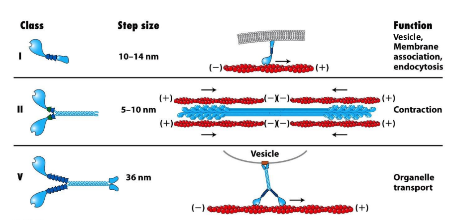 <p>Specific properties of myosin determined by tail domains</p><ul><li><p>Myosin I = bound to membrane ≠ dimerize, single-headed</p><ul><li><p>Tails = different</p><ul><li><p>Some have 2nd binding site → sliding</p></li><li><p>Some have membrane binding sites → bind to vesicles/organelles</p><ul><li><p>Vesicle, membrane association, endocytosis </p></li></ul></li></ul></li></ul></li><li><p>Myosin II = assembled into bipolar filaments = contraction (muscle contraction, contractile ring)</p></li><li><p>Myosin V = dimerized, organelle transport </p><ul><li><p>Oddball = does processive movement (single motor molecule to take multiple steps along filament w/o detaching)</p></li></ul></li></ul><p></p>