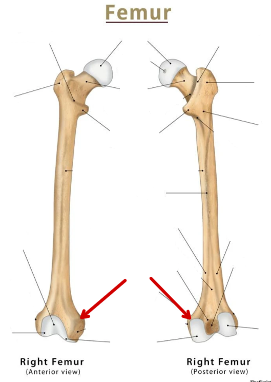 <p>Femur</p>