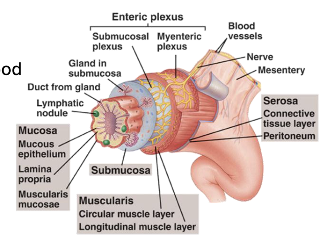 <ul><li><p>Contains the submucosal plexus (Meissner’s plexus) a part of the enteric nervous system that plays a role in regulating secretion, blood flow, and local digestive functions</p></li><li><p>The submucosal plexus innervates both the epithelial layer and muscularis externa (allowing coordinated interactions between secretion, absorption, and motility)</p></li></ul><p></p>