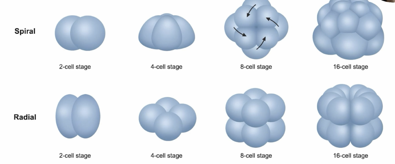 <p>cells deviate from the axis (protostomes)</p>