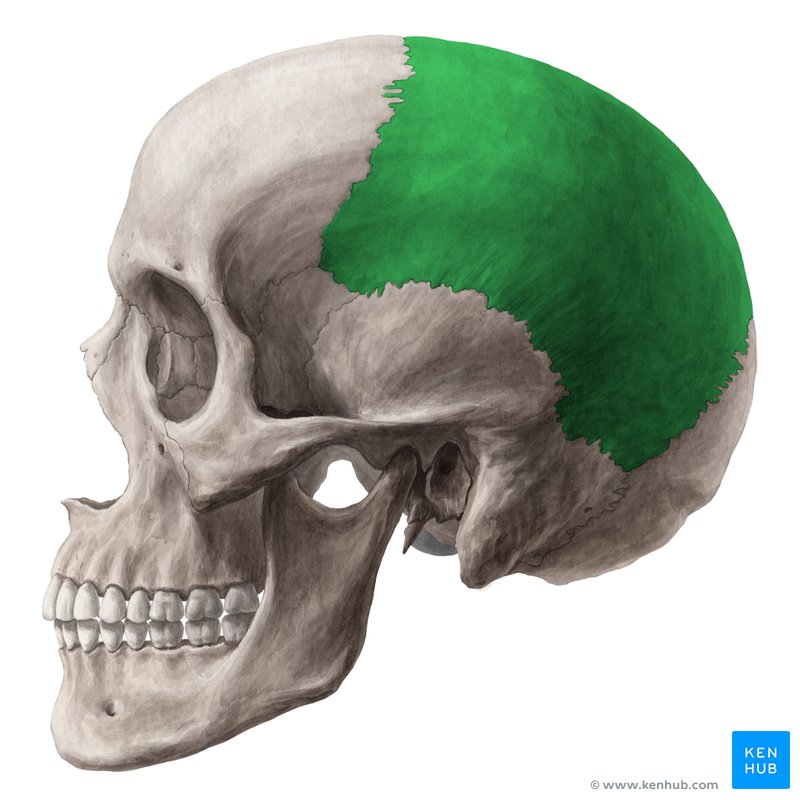 <p>What bone is this?</p>