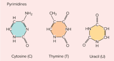 <ul><li><p>single ringed structure</p></li><li><p>Cytosine (C), thymine (T), uracil (U)</p></li></ul><p></p>
