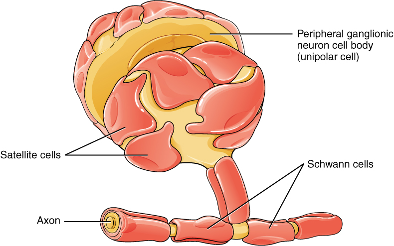 <p>Which cells of the PNS Regulate chemicals near neuron?</p>