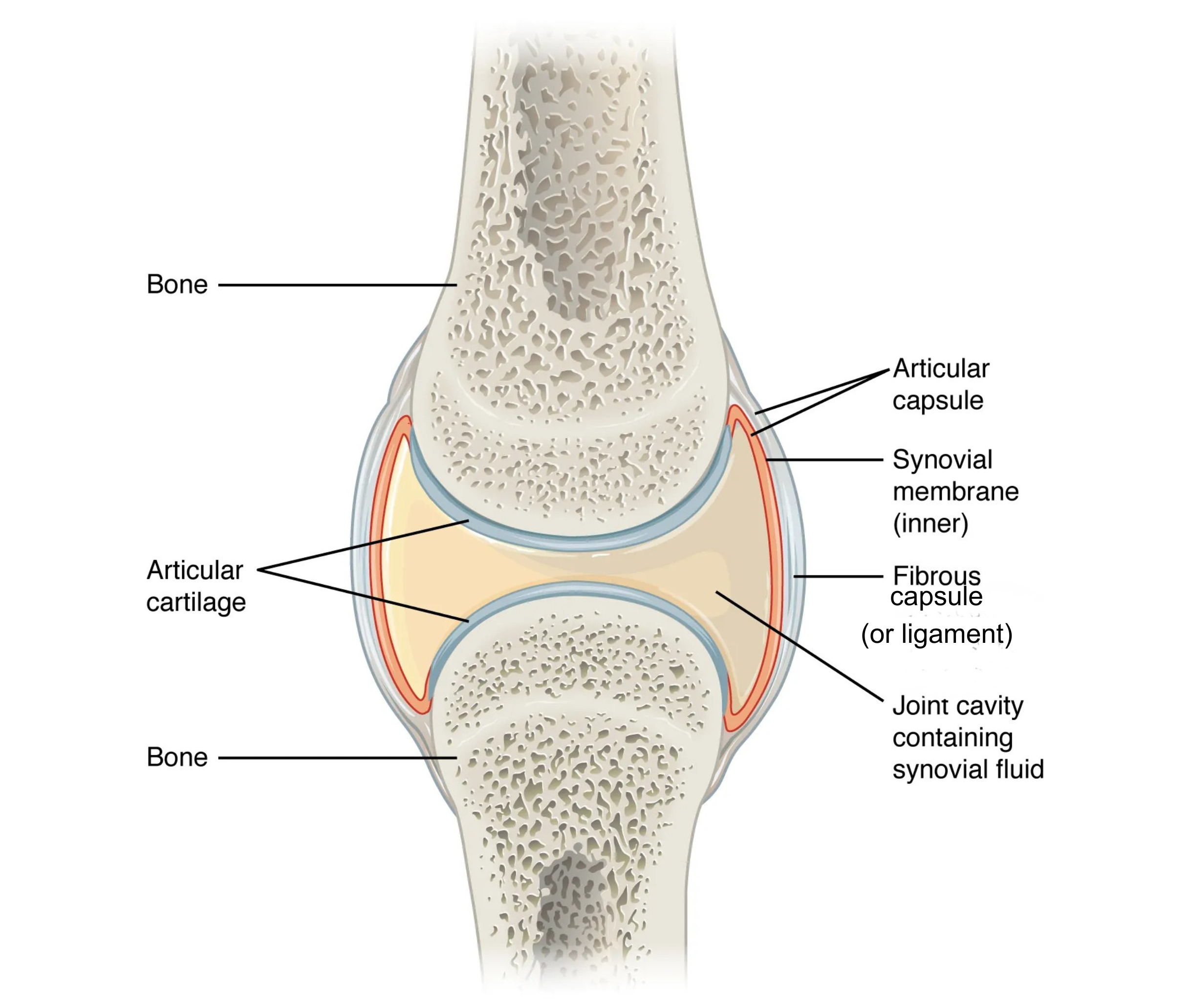 <p>Ligament: band connecting bone to bone, holds the joint together<br>Articular cartilage: smooth cushion covering the bone ends, reduces friction<br>Joint (articular) capsule: the whole covering that encloses the joint — made of the fibrous capsule + synovial membrane<br>Fibrous capsule: tough outer layer of the capsule<br>Synovial membrane: inner layer of the capsule, makes the synovial fluid<br>Cavity with synovial fluid: fluid-filled space inside the joint that lubricates and nourishes it</p>